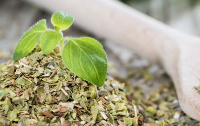 Риган (Origanum vulgarum), част 2. Риган (Origanum vulgarum), част 2.